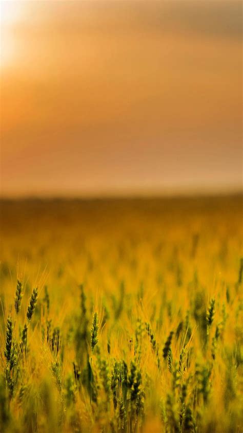 1080x1920 1080x1920 Cornfield Field Sunset Nature Hd Photography