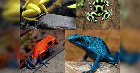 16 Beautiful But Deadly Poisonous Frogs Frog Poison Frog Wildlife
