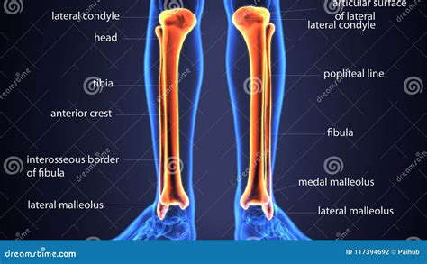3d Illustration Of Skeletion Tibia And Fibula Bone Anatomy Stock Photo