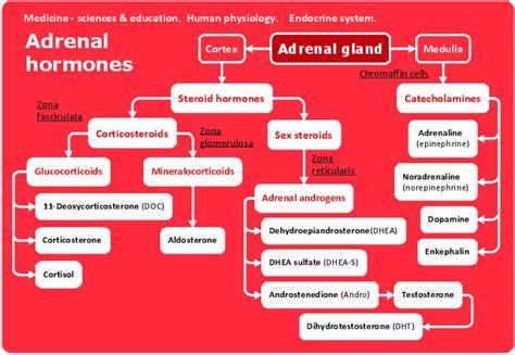 Adrenal Gland Hormones And Their Functions Nelomain