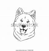 Akita Coloring Dog Illustration Adult Shutterstock sketch template