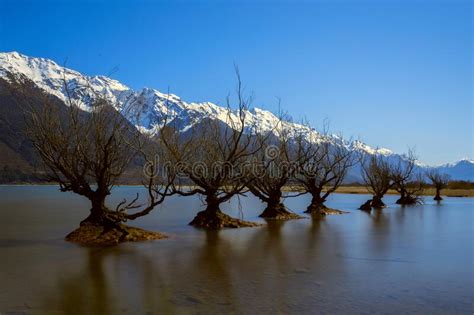 The Willow Trees Of Glenorchy New Zealand Stock Photo Image Of