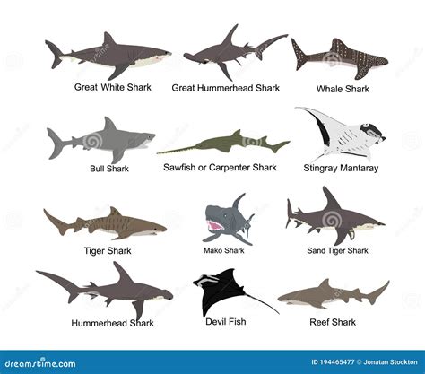 Collection Of Shark Set Vector Isolated On White Great White Bull