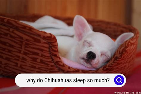 Why Do Chihuahuas Sleep So Much Oodle Life