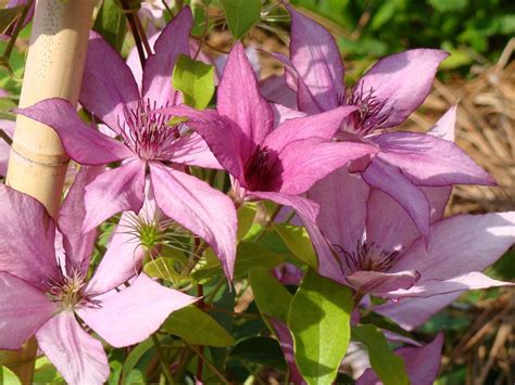 Clematis Giselle Is Offered In A Full Gallon Size With Free Shipping Giselle Produces Rich