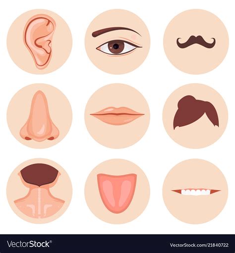Human Nose Ear Mouth Mustache Hair And Eye Neck Vector Image