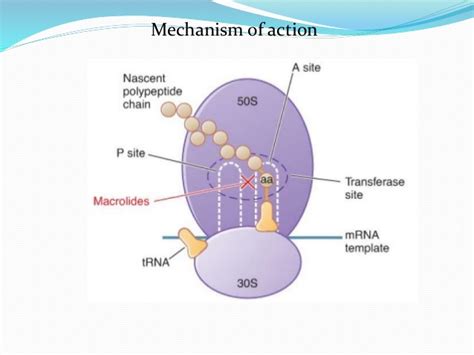 Find methods information, sources, references or conduct a literature review on vancomycin. Macrolides