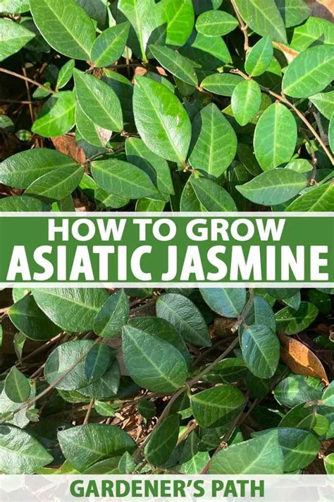 How To Grow Asiatic Jasmine Gardeners Path