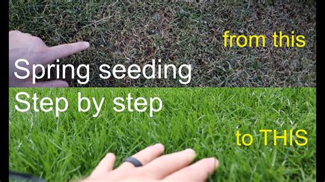How To Grow Grass In The Spring Successfully Step By Step Youtube