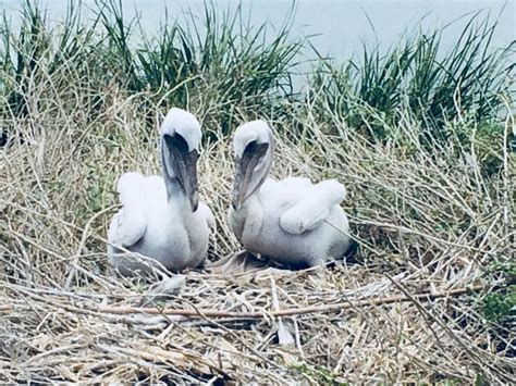 Pelican Chicks