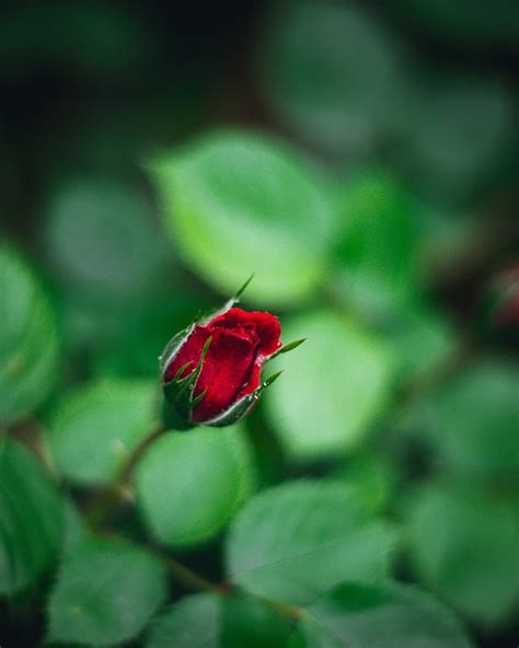 Rose Bud Flower Free Photo On Pixabay Pixabay