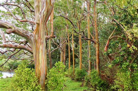 Eucalyptus Trees Can Be Modified To Prevent Invasive Spreading