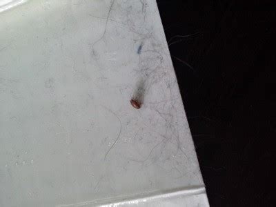 Check spelling or type a new query. Tiny Hard Shelled Bugs on Kitchen Countertops ThriftyFun ...