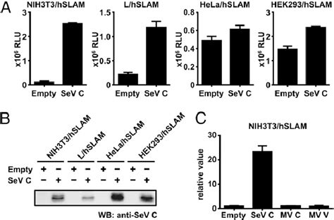 Effect Of The Sev C Protein On Mv Growth In Mouse And Human Cell Lines Download Scientific