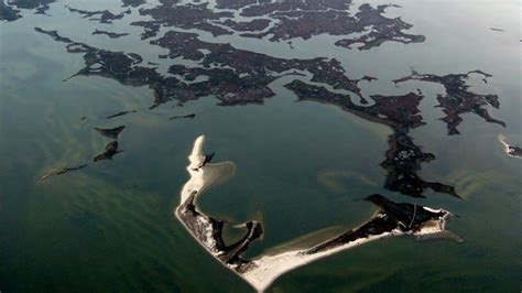 Rate Of Coastal Wetlands Loss Has Sped Up Us Study Says Wgcu Pbs