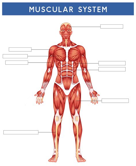 Human Body Muscle Diagram Worksheet Free Printable Worksheet