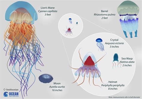 Jellyfish And Comb Jellies Smithsonian Ocean