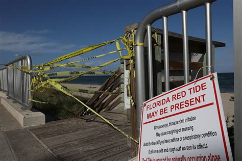 Red Tide Warnings Have Closed Some Miami Area Beaches