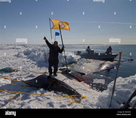 Inupiaq Subsistence Whalers Haul In A Bowhead Whale Catch Stock Photo