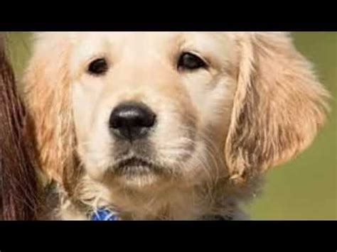 The sweet angel baby with puppy dog eyes. Training a Golden Retriever Puppy - YouTube