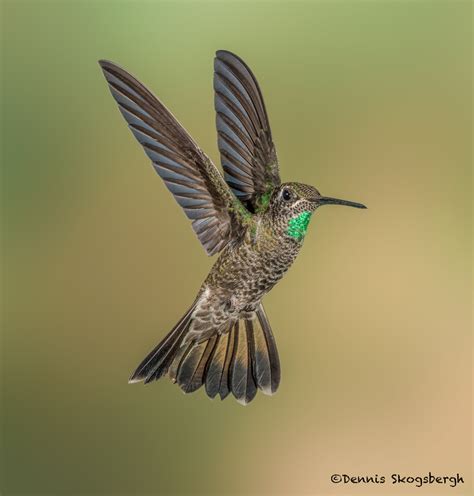 3633 Magnificant Hummingbird Eugenes Fulgens Sonoran Desert Arizona