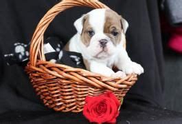 The rescuers are an elite kind of people that dedicate their lives to helping these. Chocolate Man - English Bulldog Puppy for Sale in Tyrone ...