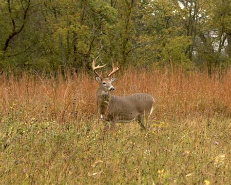 Whitetail Buck Stock Photo Image Of Forests Hunting 1300098