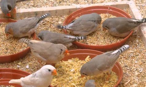 Zebra Finch Lifespan Food And Care Guide 2022 Cute Parrots Unianimal
