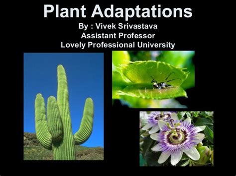 🎉 Plant Adaptation To Environment Biology Of Plants Plant Adaptations