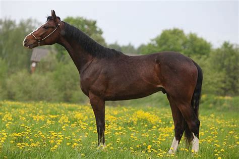 latvian horse images  pinterest equine photography horses  horse
