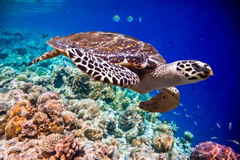 Royal Caribbean Wwf Announce Partnership For Ocean Conservation