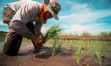 Riceup Empowering Filipino Farmers