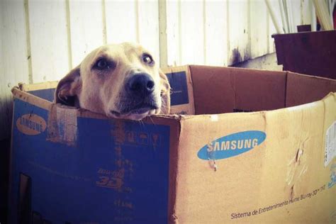 How to Keep a Dog Warm at Night: Inside & Outside