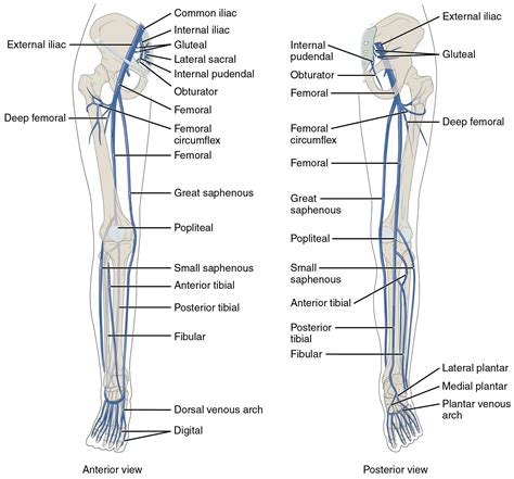 The Left Panel Shows The Anterior View Of Veins In The Legs And The