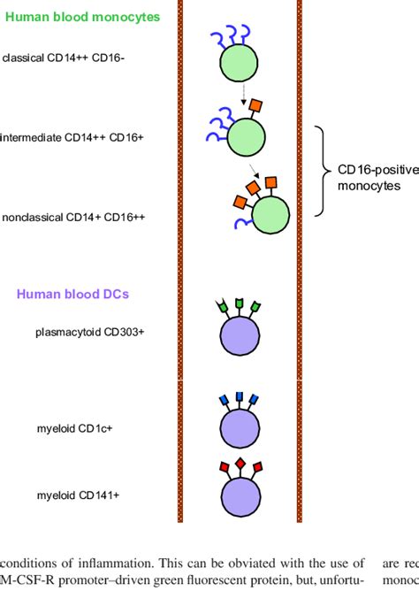 Nomenclature Of Monocytes And Dcs In Blood The 6 Types Of Cells Are