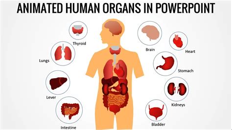 Animated Human Body Organs In Powerpointfree Download Youtube