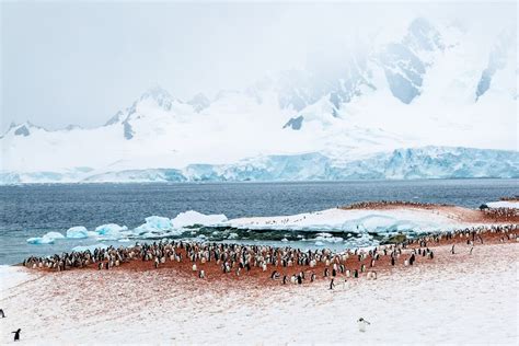 Antarktika Pingvini 3 Kek