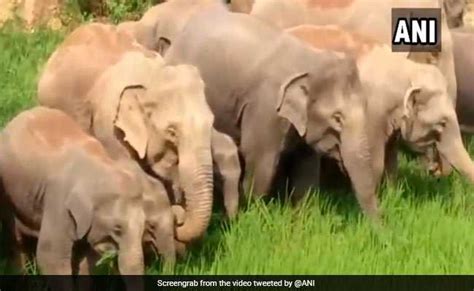 Jharkhand Herd Of Elephants Entered In Village And Destroyed Paddy