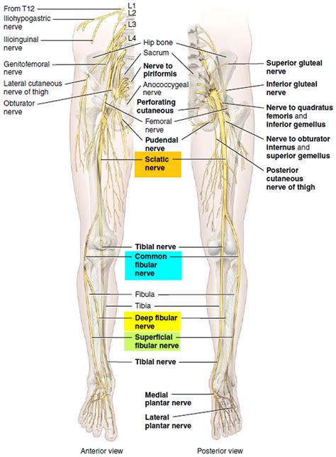 Cutaneous Nerves Of The Foot