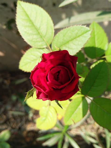 29 Bunga Mawar Merah Indah Galeri Bunga Hd