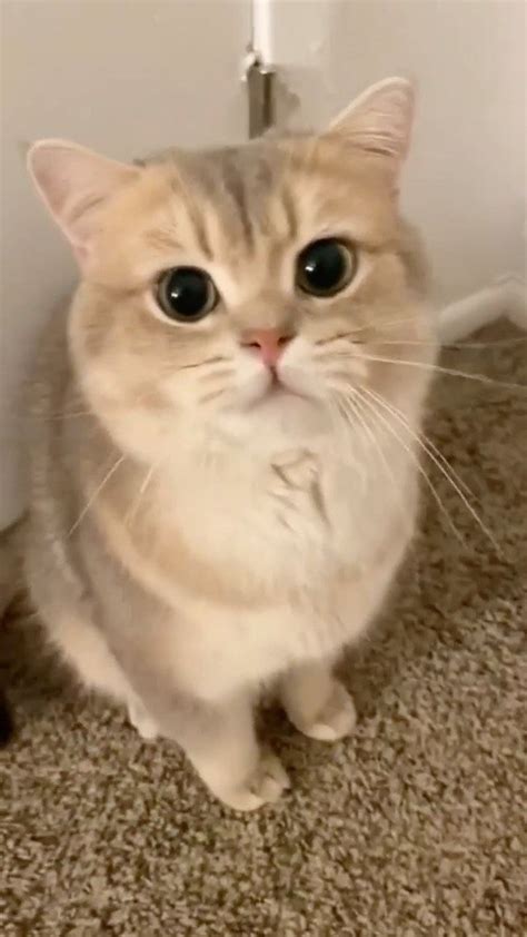 Getmeowified On Instagram Meow 😹 📽 From 臭咪cash Dy Kittencuteness