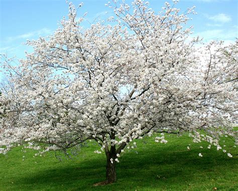 Pear Tree Blooming In Spring Photograph By Lorraine Price Pixels