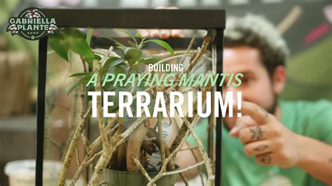 Building A Praying Mantis Terrarium Youtube