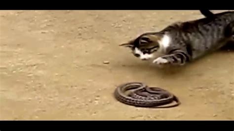 Funny Cat Videos Vines Compilation Youtube