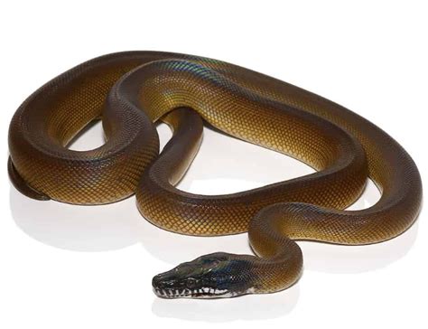 Dalberts White Lipped Python For Sale Reptiles Heaven