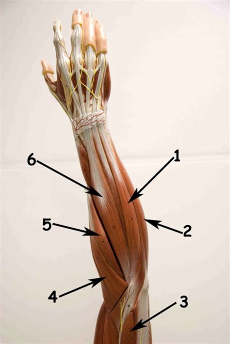 Muscles Of The Upper Limb Posterior View Diagram Quizlet