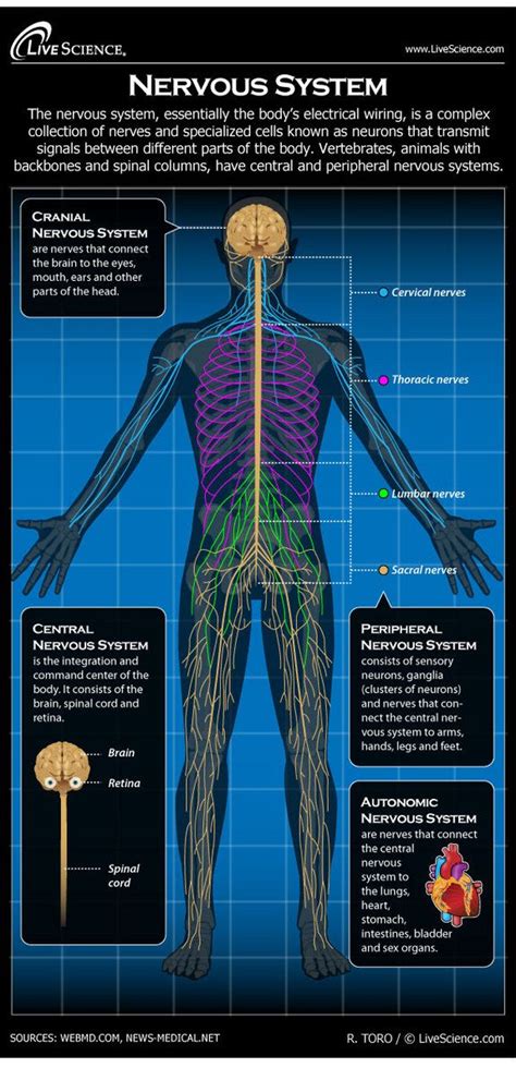 Spinal nerve definition function diagram number facts. Nervous System: Facts, Function & Diseases | Human nervous ...