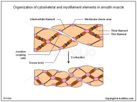 Muscle Contraction Flashcards Quizlet