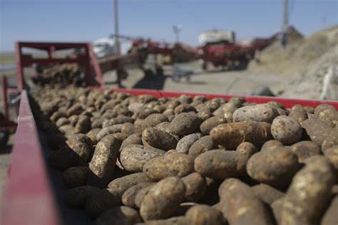 Us Issues New Rules For Idaho Potato Field Quarantines Idaho Business