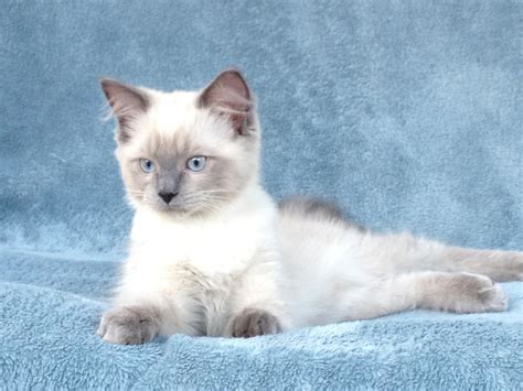 Cat names generator for your lovely cat. Help me name my kittens! - BabyCenter